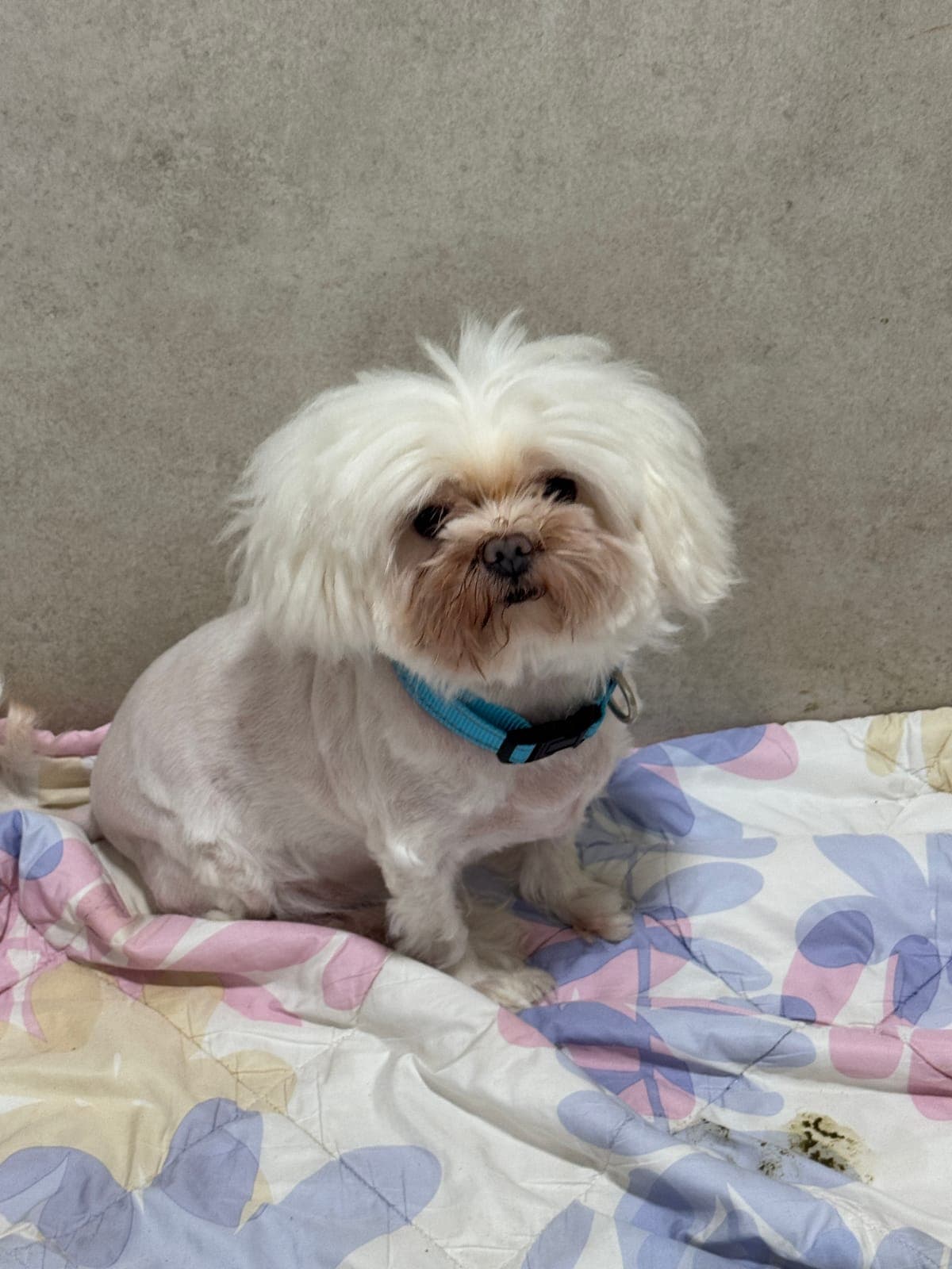 데이지 대표사진